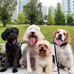 10% Off Dog Boarding Services