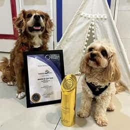 5% Off Dog Boarding Services